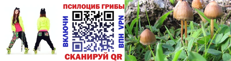 Псилоцибиновые грибы мицелий  купить закладку  Нестеров 